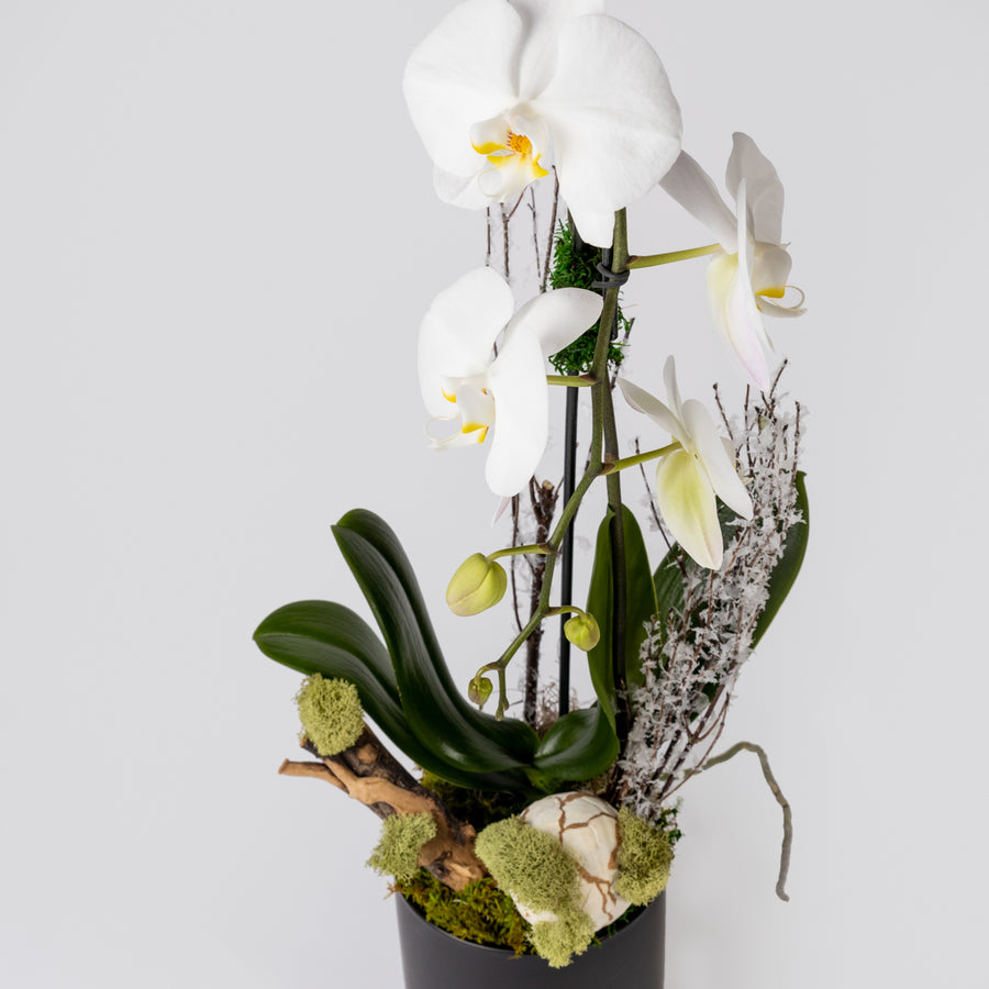 Black & White Orchid Arrangement