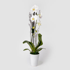 Elegant Orchid Arrangement