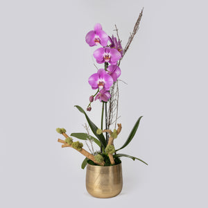 Royal Orchid Arrangement