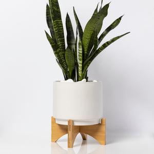 Sansevieria Plant With Pedestal Vase