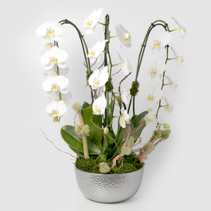 Sparkly Orchid Arrangement