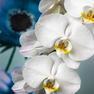 How to Care for a Phalaenopsis Orchid
