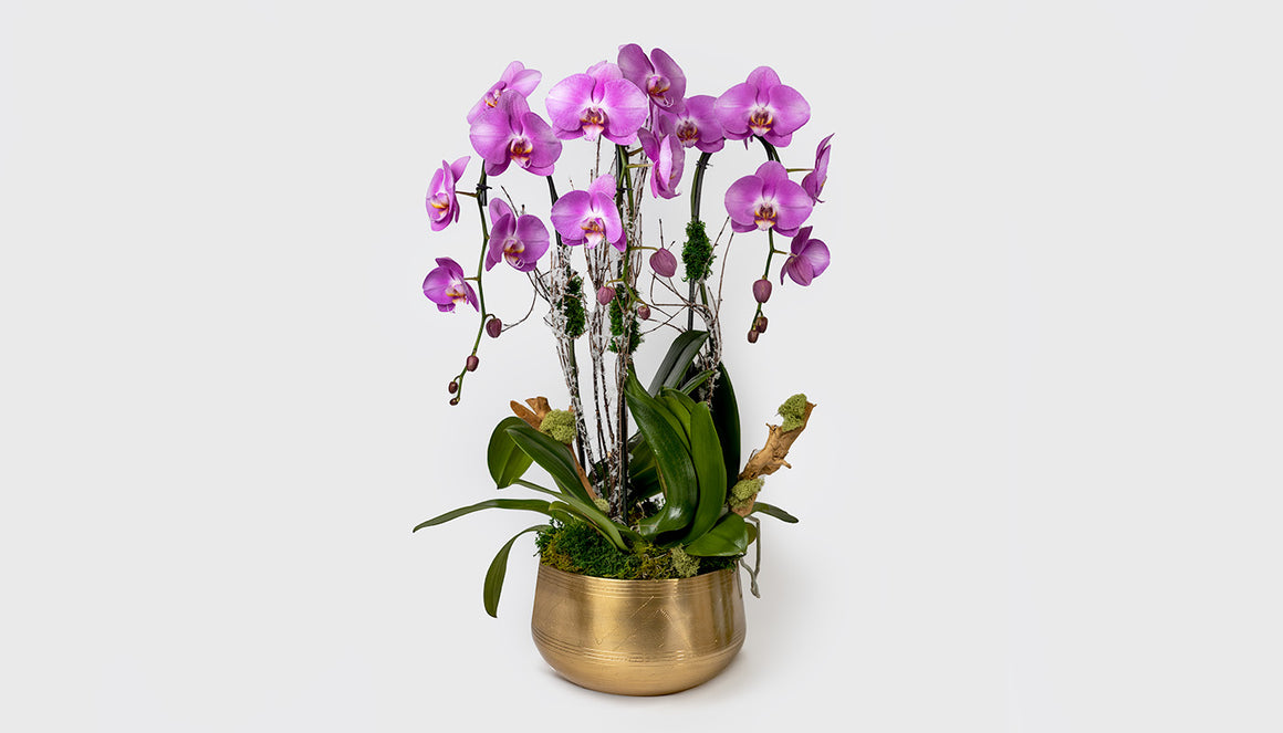 Orvhids Arrangement 
