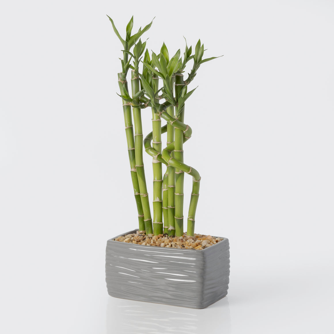 Plants