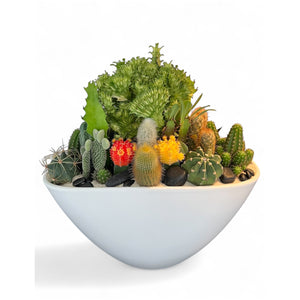 Canoe Terrarium