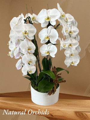 Natural Orchids. 