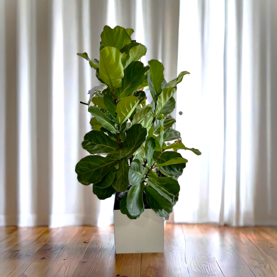 Large Ficus Lyrata Plant