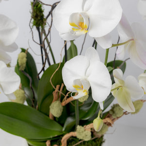 Phalaenopsis Orchid Arrangement. 4 Plants