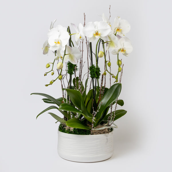 Phalaenopsis Orchid Arrangement. 4 Plants | carlos-marin-designer