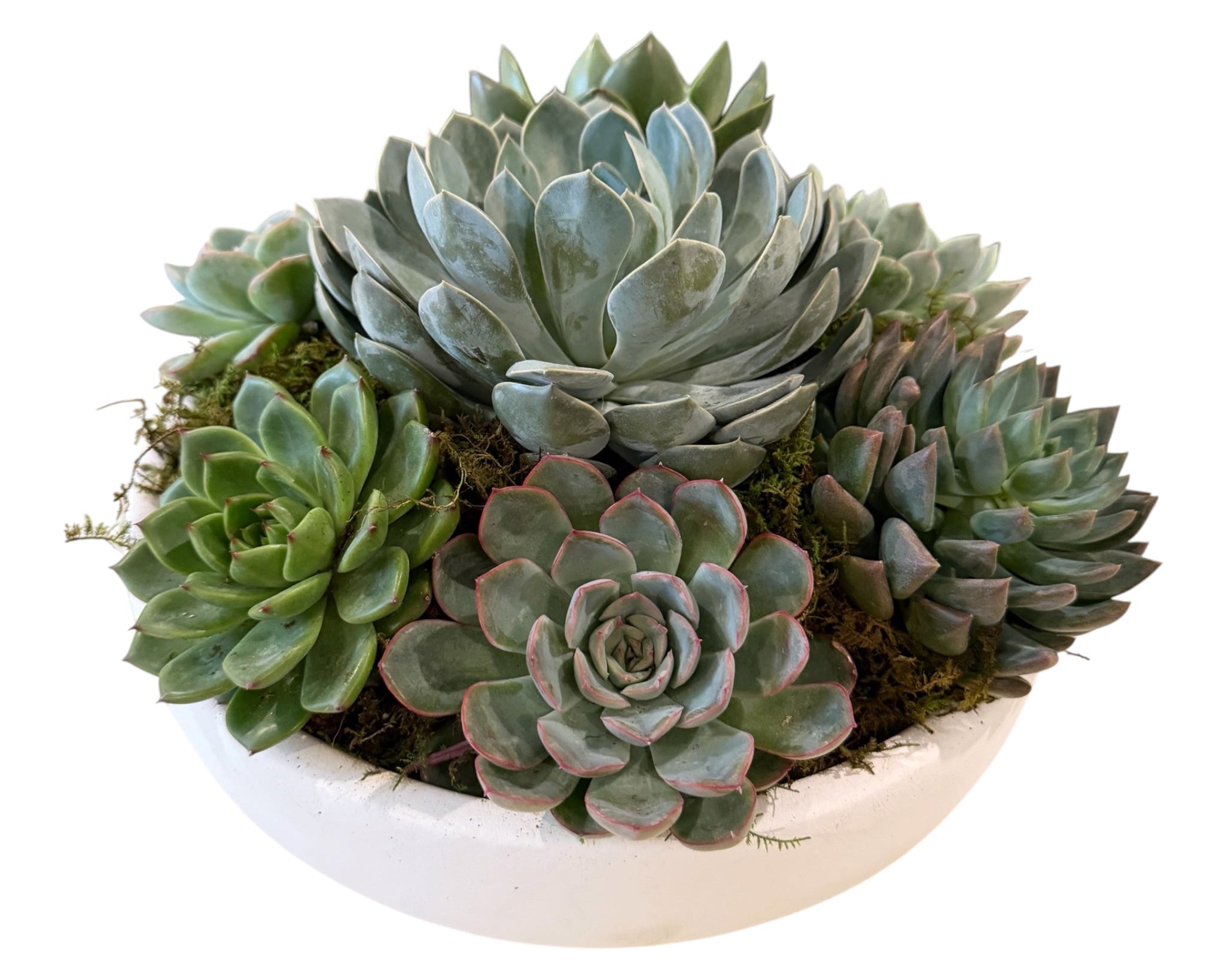 Collection of succulents in a white pot on a white background