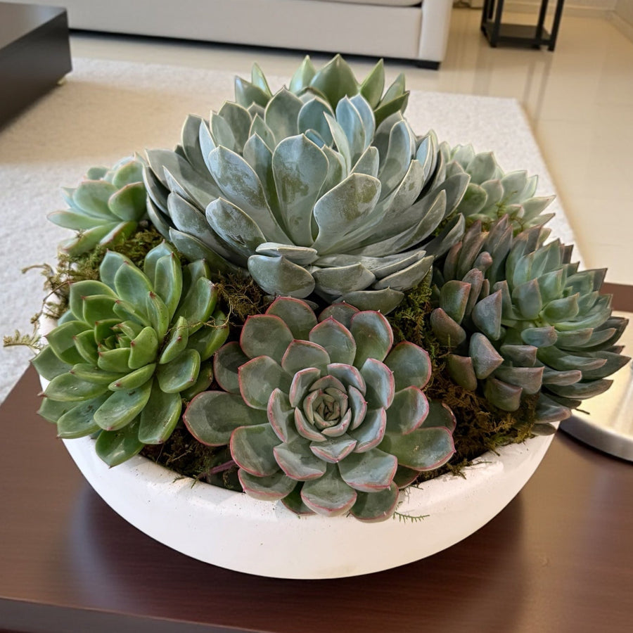 Collection of succulents in a white pot on a white background