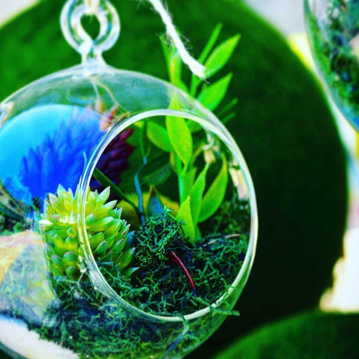TERRARIUMS DESIGNS