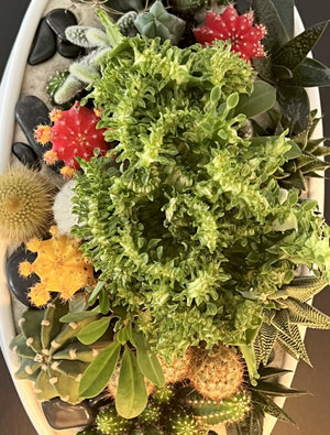 Collection of various cacti and succulents in a pot with decorative elements.