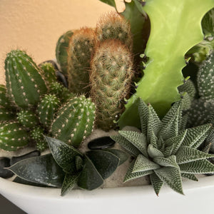 Collection of various cacti and succulents in a white pot against a neutral background