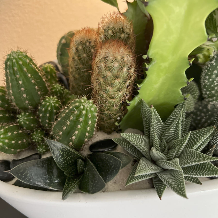 Canoe Terrarium