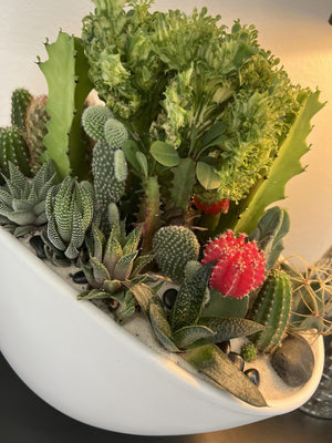 Assorted cacti and succulents in a white pot with a blurred background