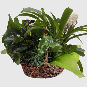 Assorted Plant in a Basket