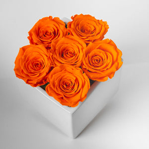 Preserved Roses - Orange