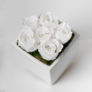 Preserved Roses - White