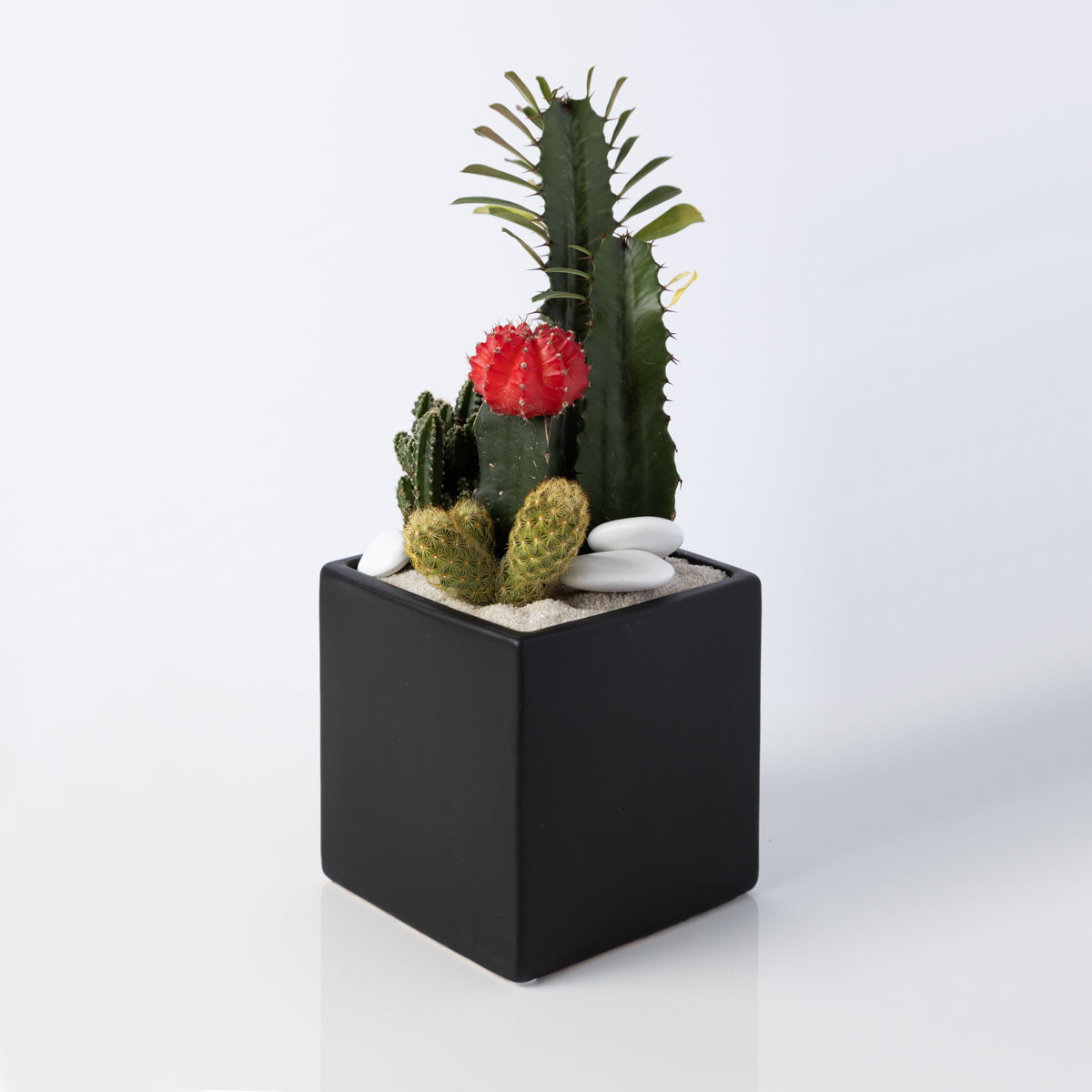 black terrarium plants Black Cube Terrarium