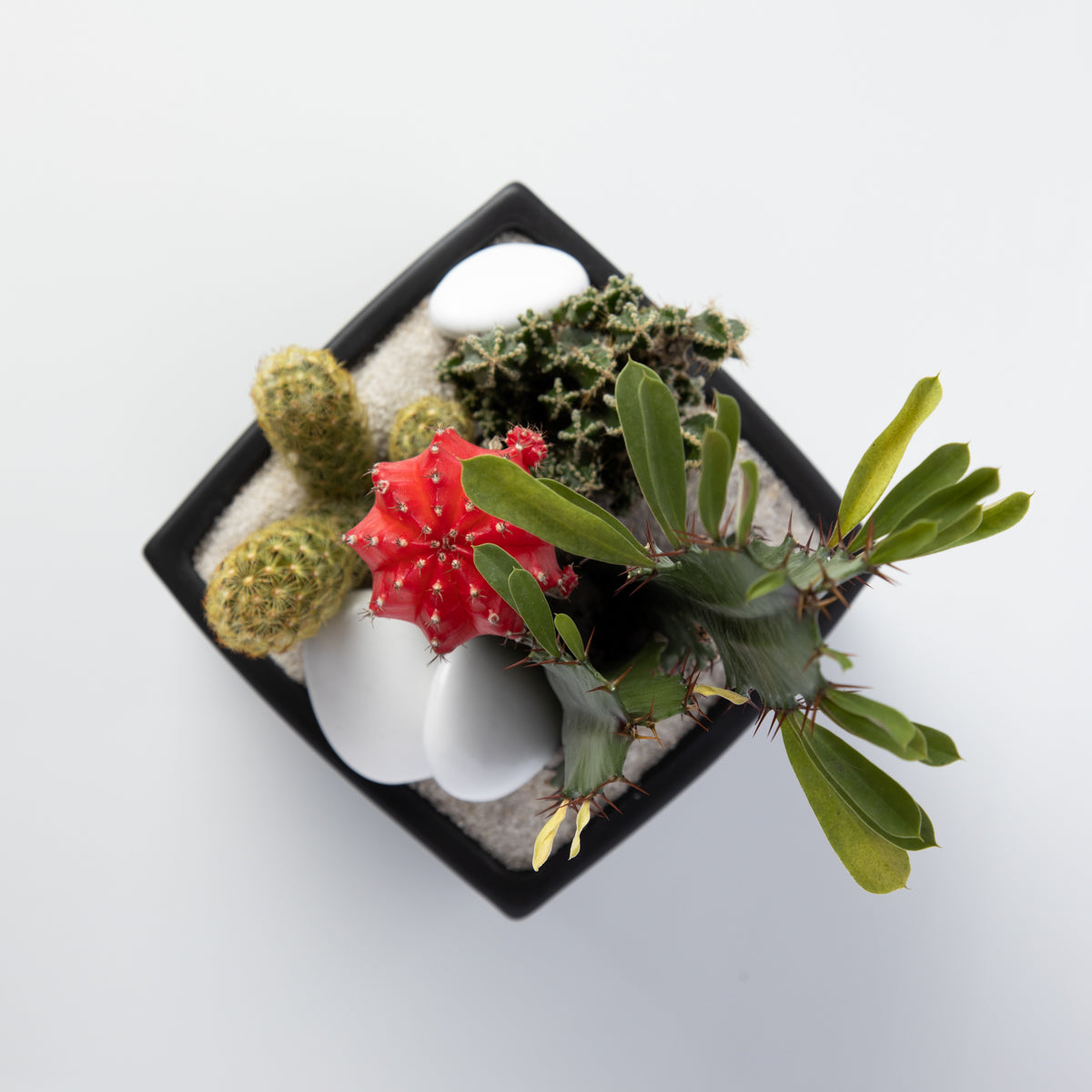 black terrarium plants Black Cube Terrarium