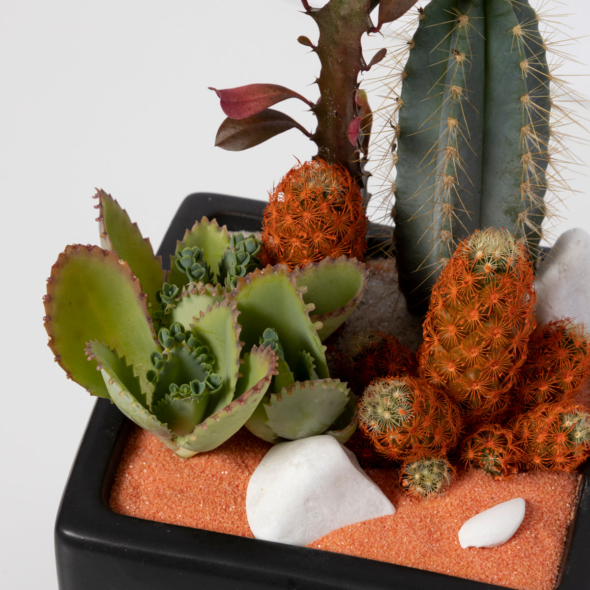 black terrarium plants Black Cube Terrarium