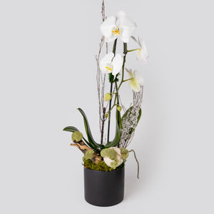 Black & White Orchid Arrangement