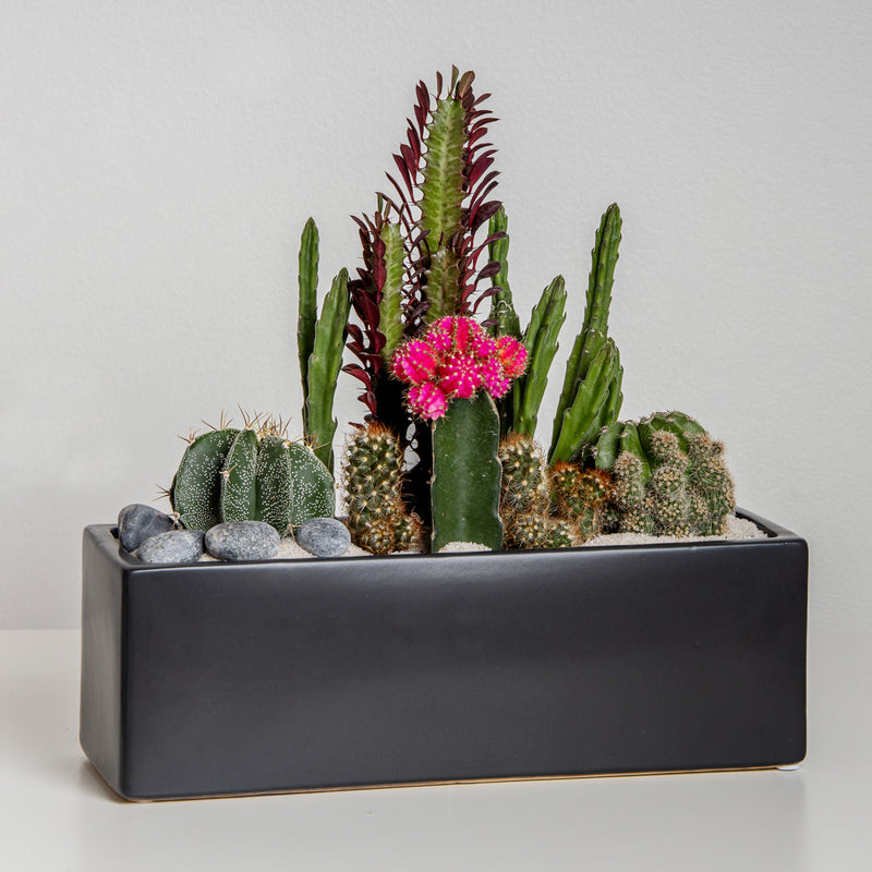 Terrarium Near Me Aventura Cactu Deliver Miami Brickell Succulent