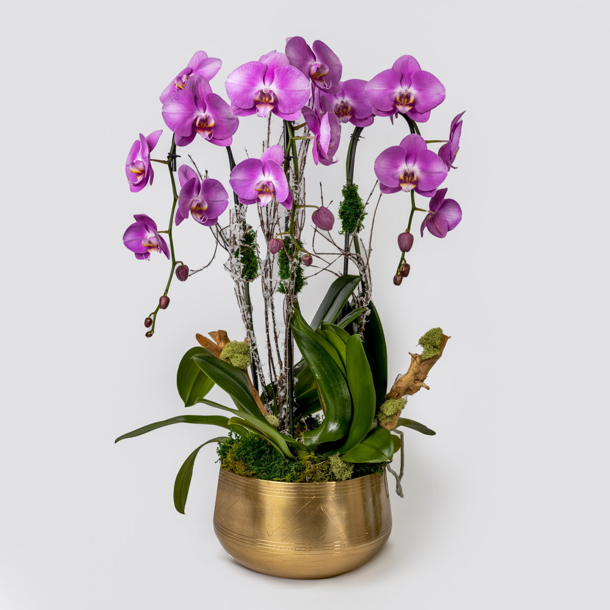 Orchid Moss Decor in Miami Beach FL - Abbott Florist