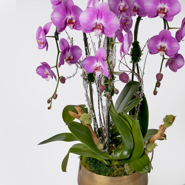 Classic Orchid Arrangement | carlos-marin-designer