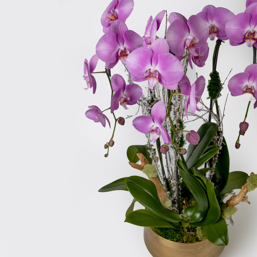 Classic Orchid Arrangement