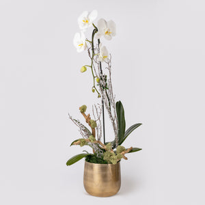 Cute Orchid Arrangement