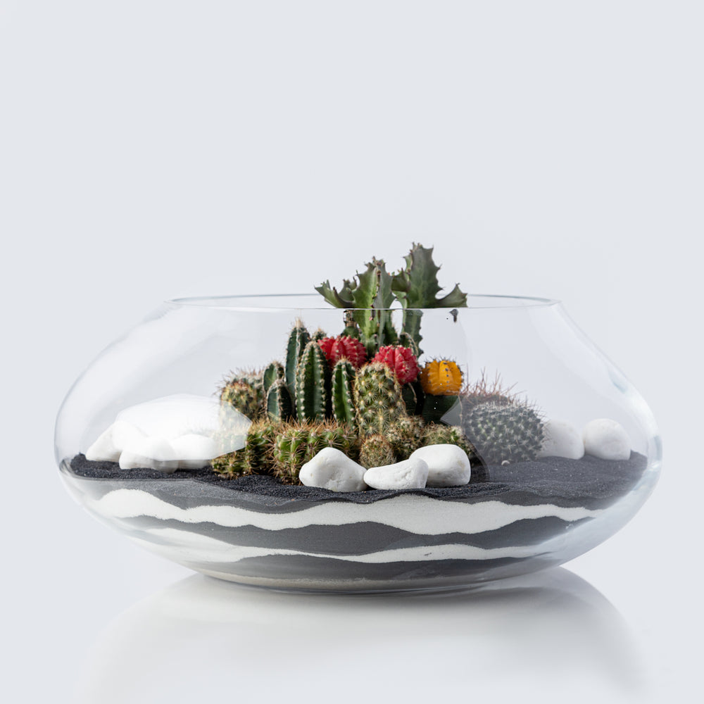 Terrarium Near Me Aventura Cactu Deliver Miami Brickell Succulent