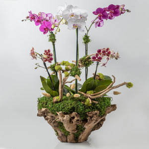 Miami Orchid Arrangement
