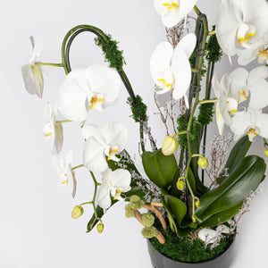 Large Black & White Orchid Arrangement - Carlos Marin Designer