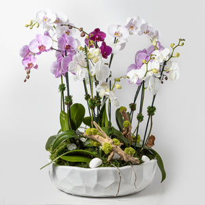 Majestic Orchid Arrangement