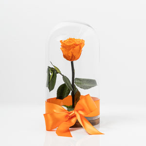 Preserved Roses - 1 Rose Glass Capsule