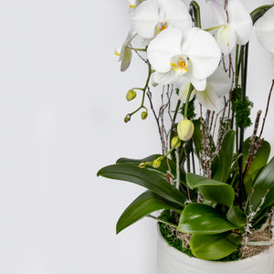 Phalaenopsis Orchid Arrangement. 3 Plants