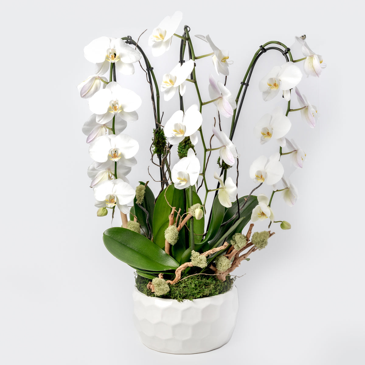 Phalaenopsis Orchid Arrangemen | Orchids Delivery Brickell | Miami