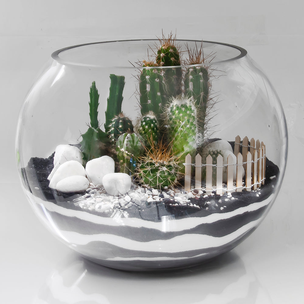 Terrarium Near Me Aventura Cactu Deliver Miami Brickell Succulent