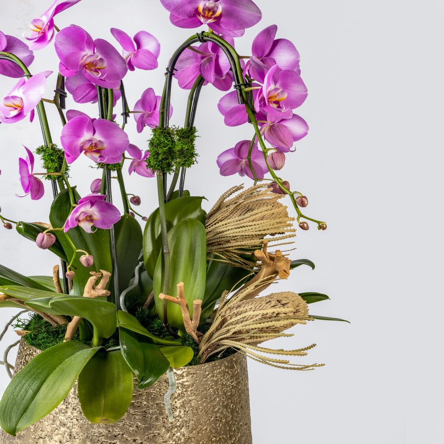Vibrant Orchid Arrangement