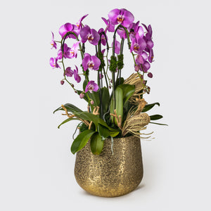 Vibrant Orchid Arrangement
