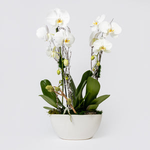 White Orchid Arrangement