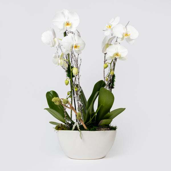 Flower Arrangement | Flower delivery to Miami |Orchids Arrangements