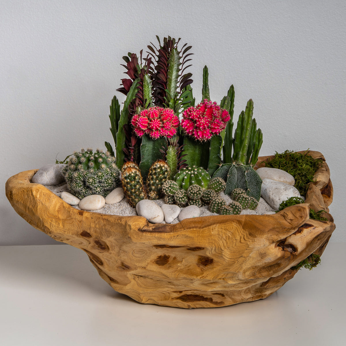 plant terrarium bowl Bowl Wood Terrarium
