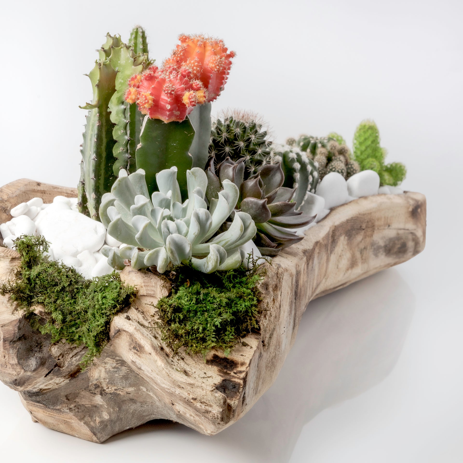 wooden terrarium plants Wood Terrarium (Large)