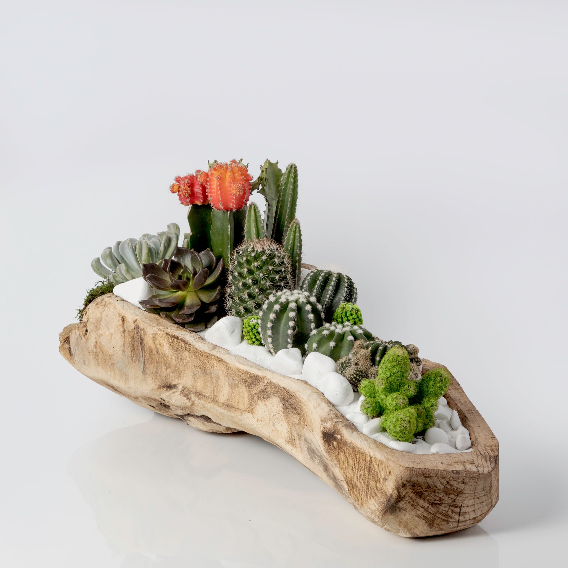 succulent terrarium large Wood Terrarium (Large)