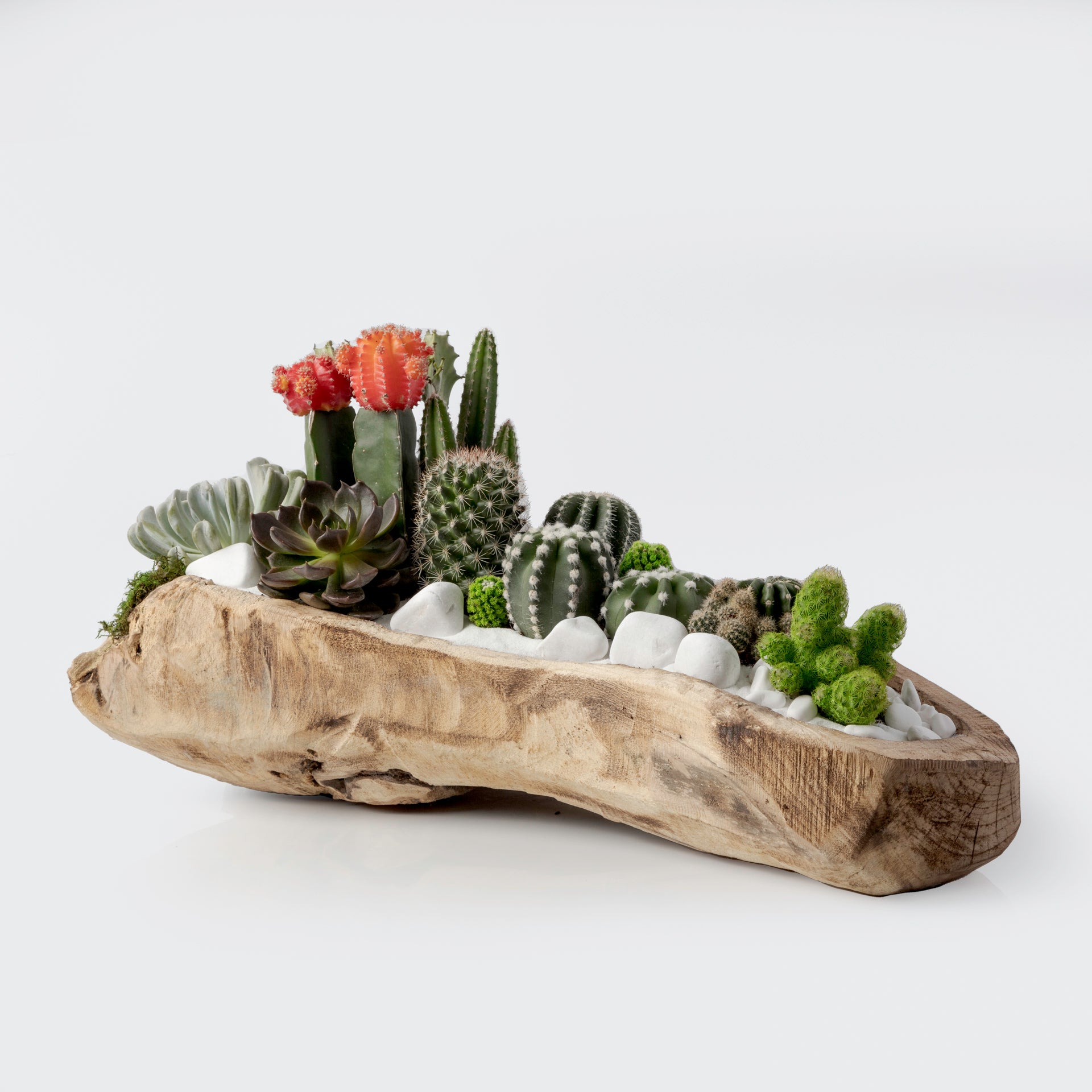 wooden terrarium plants Wood Terrarium (Large)