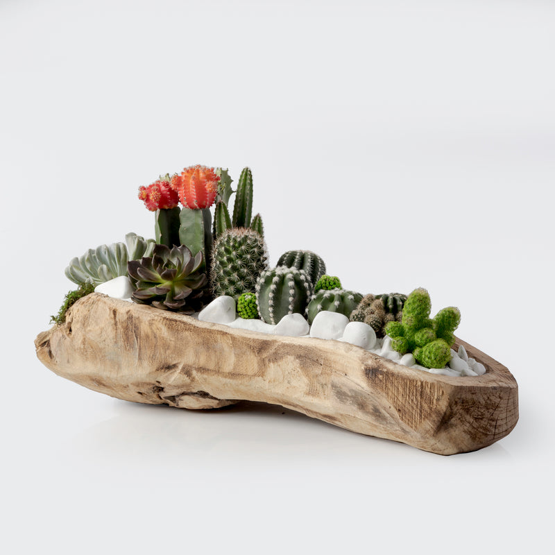 Terrarium Near Me Aventura Cactu Deliver Miami Brickell Succulent