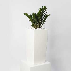 ZZ Plant With Elegant Planter